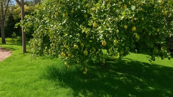 Um jardim com pérgola e árvore frutífera.