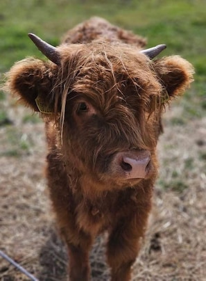 A young calf with horns, standing on a grassy field.