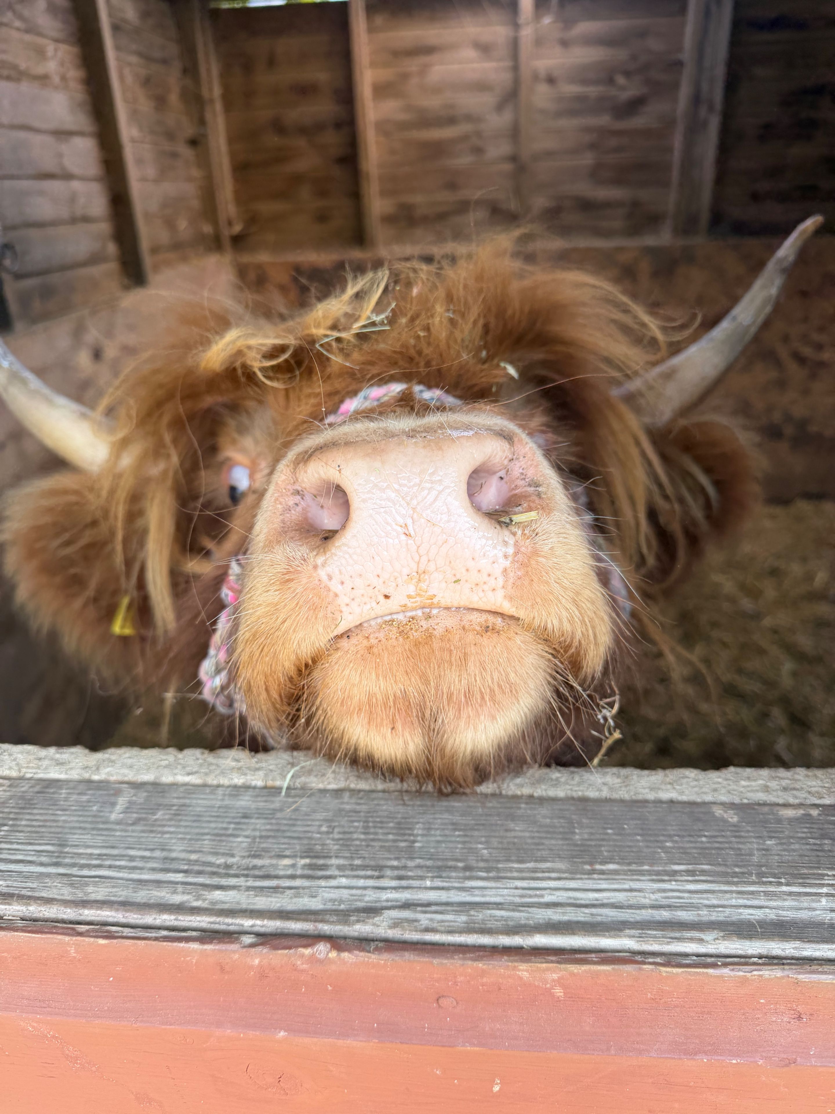 Primer plano del rostro de una vaca con cuernos, dentro de una estructura de madera.