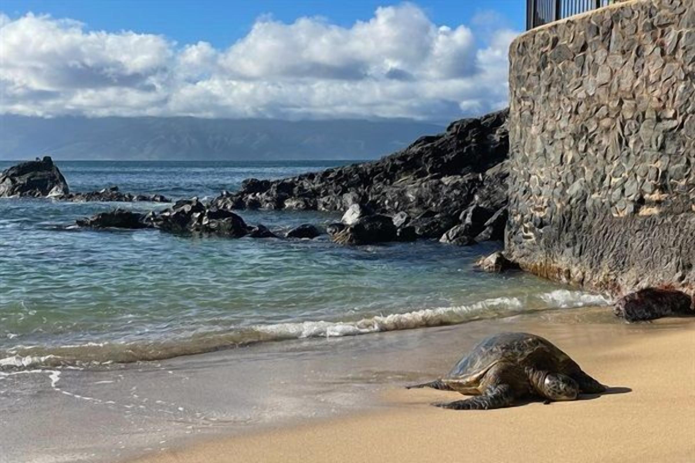 Una tortuga sobre una playa arenosa con un muro de piedra y afloramientos rocosos al fondo.