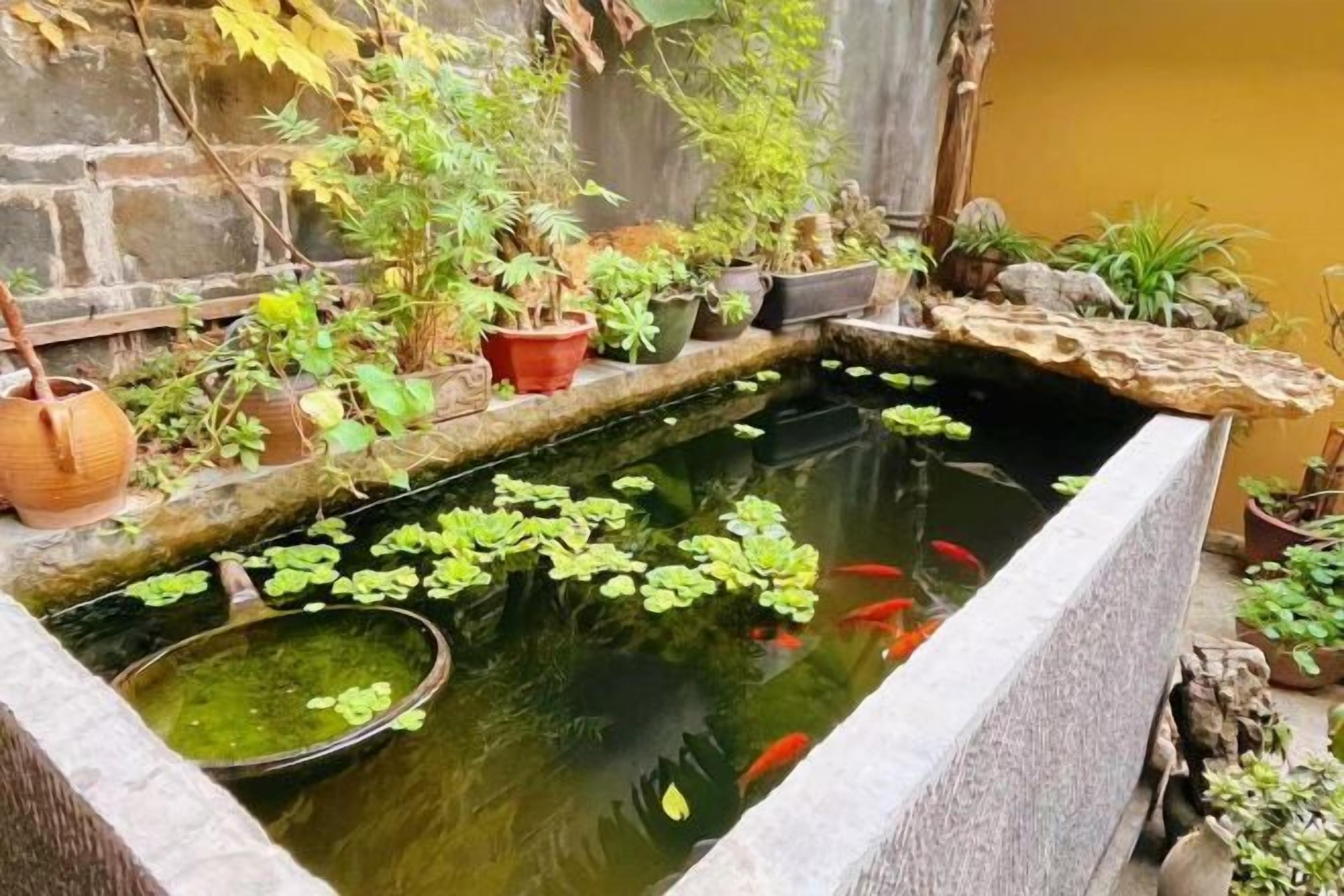 Un petit étang avec des plantes aquatiques et des poissons, entouré de plantes en pot et de rochers.