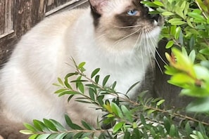 Un gato de ojos azules sentado entre follaje verde.