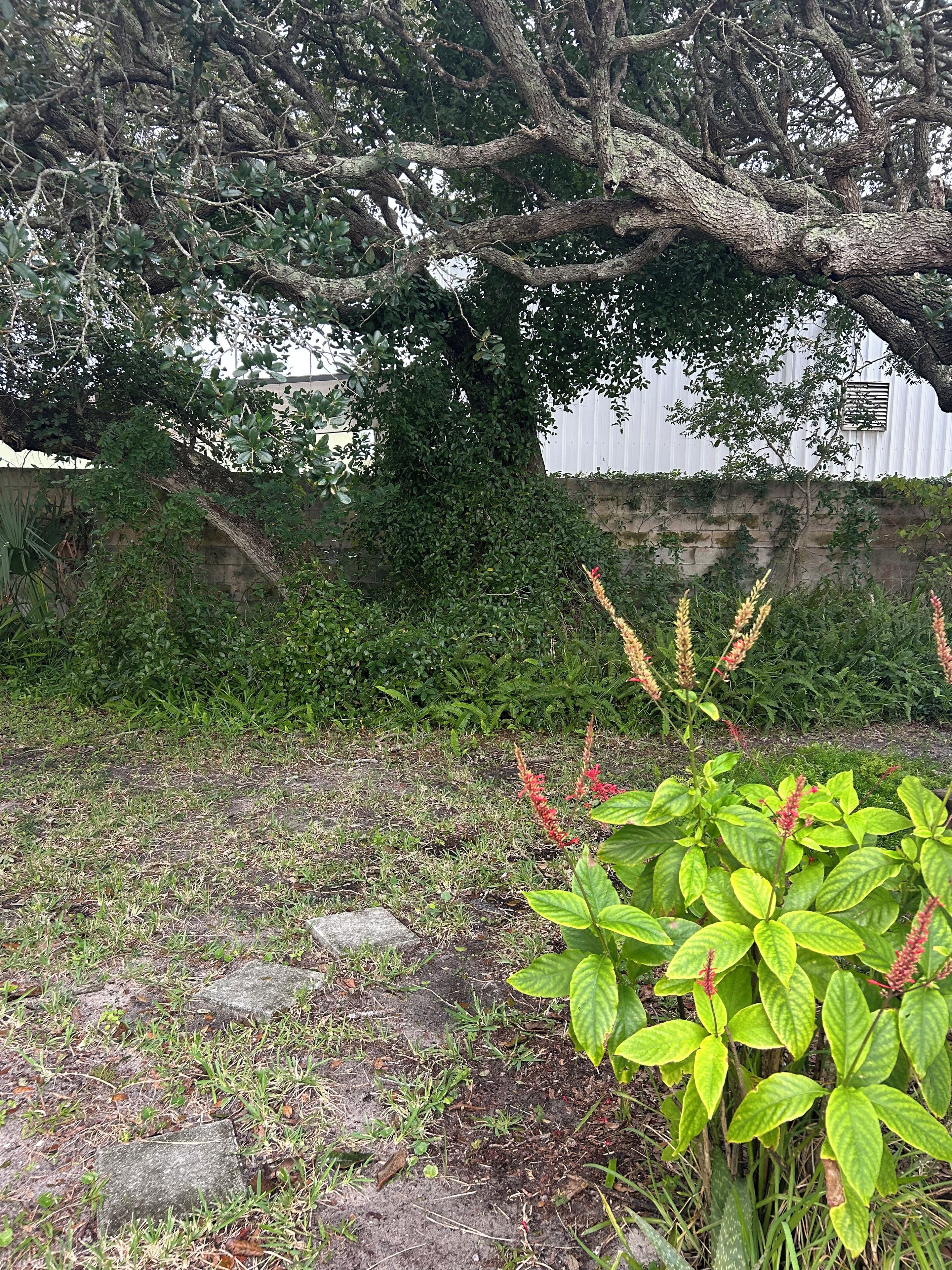 Un jardin avec un grand arbre, un mur et une plante aux feuilles vertes et aux fleurs rouges.