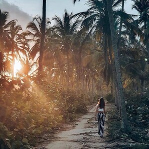 A pathway flanked by palm trees leading towards the sun.