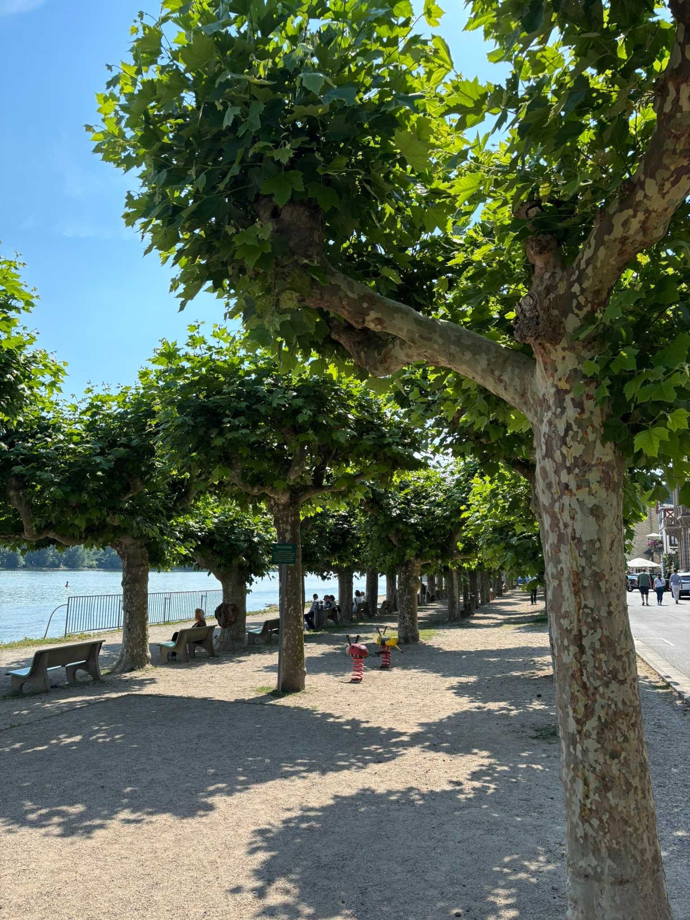 A tree-lined promenade with benches and a view of the water.
