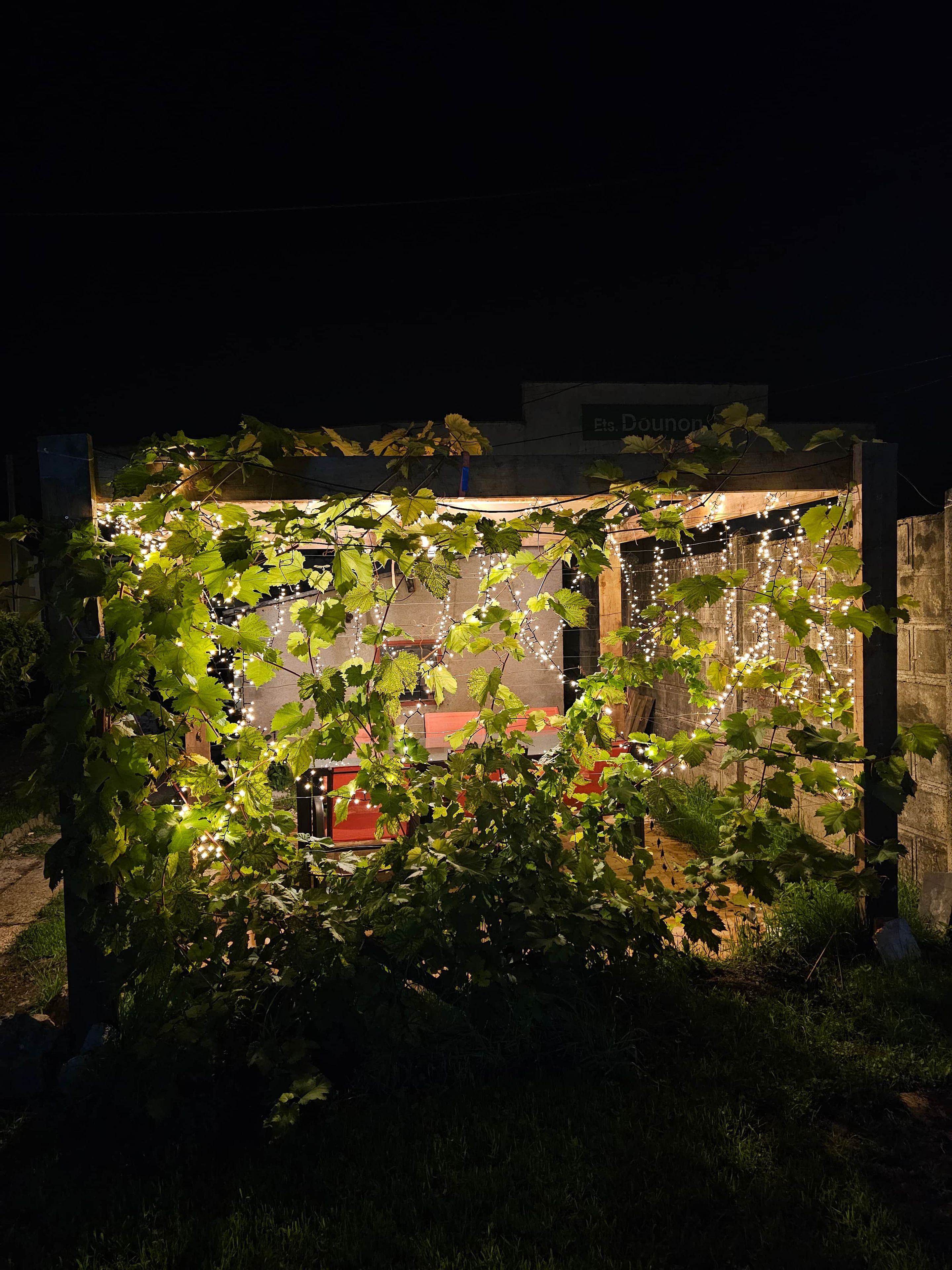 A garden area with a wooden trellis covered in climbing plants and string lights.