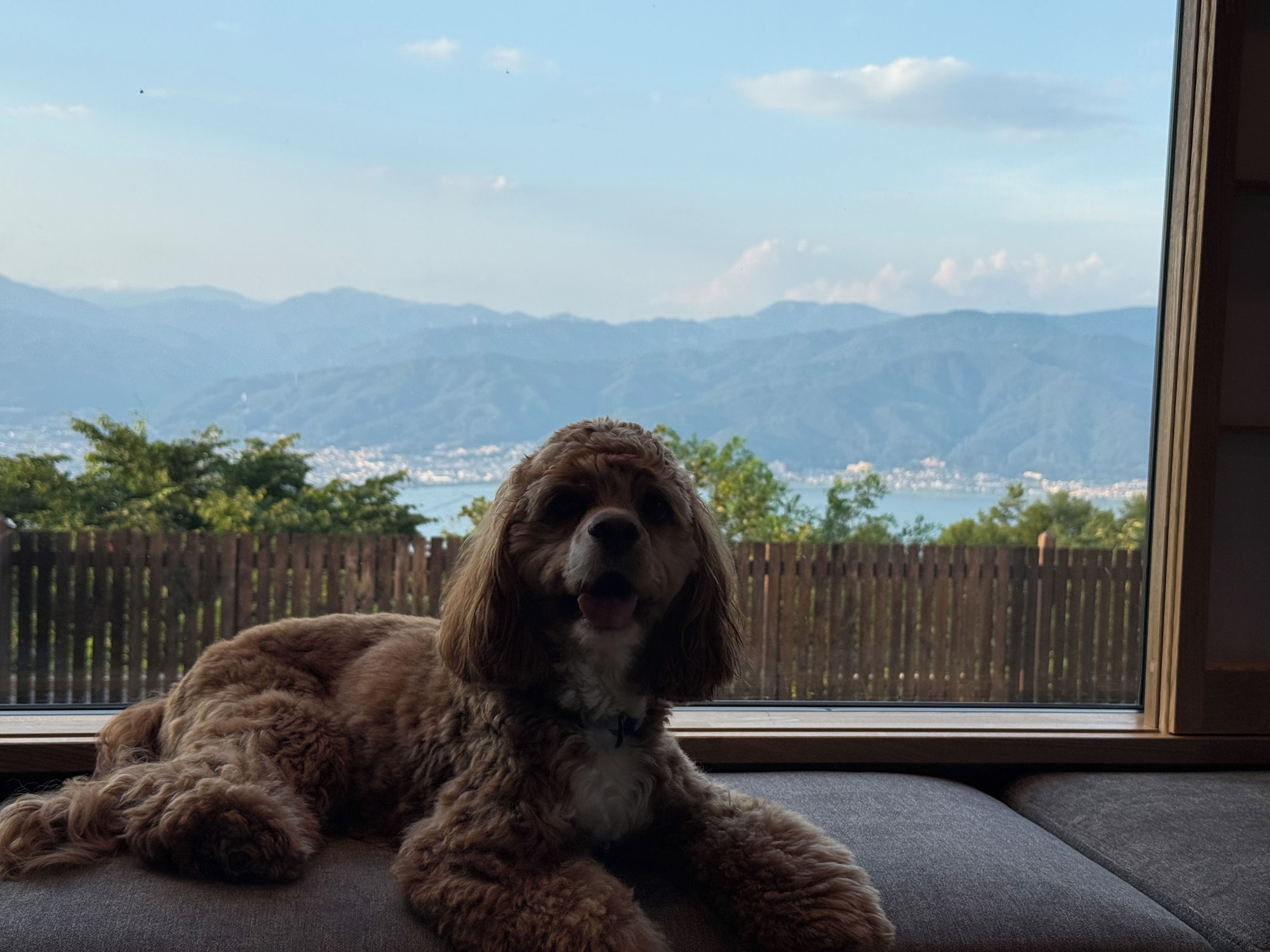 A dog lying on a cushioned bench by a window with a view of mountains and a body of water.