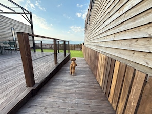 Un chien se promène sur une terrasse en bois, avec une clôture d’un côté et un bâtiment de l’autre.