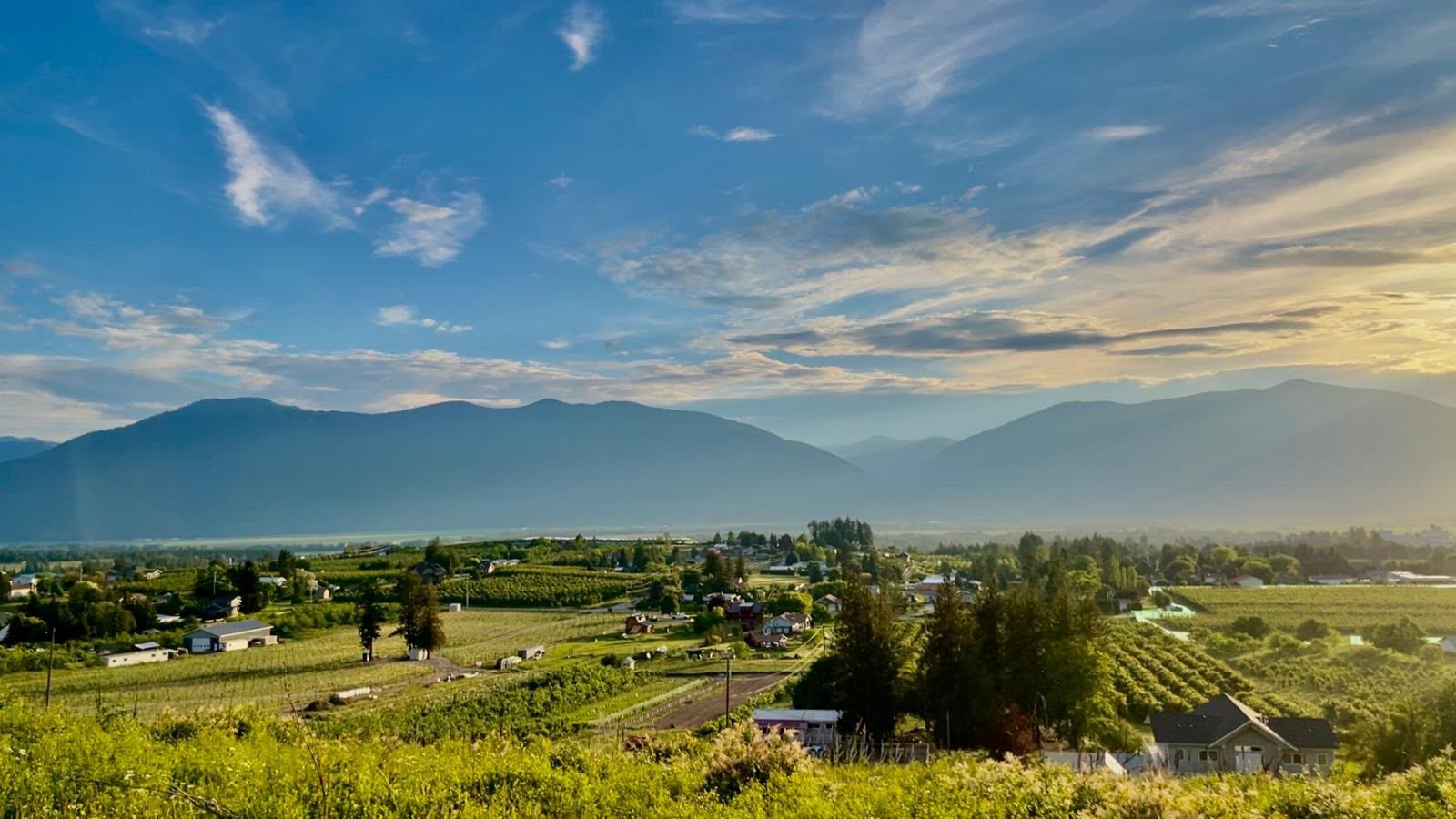 A vineyard landscape with houses and mountains in the background.