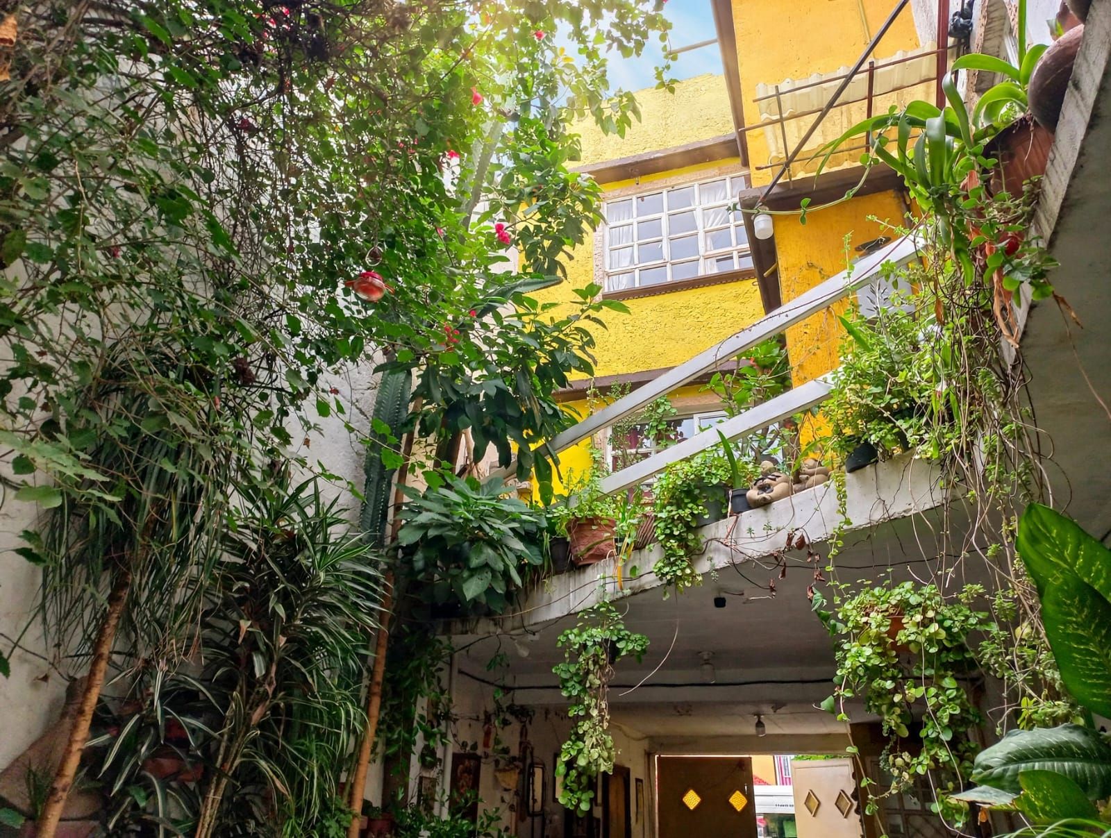 Jardín interior con diversas plantas y una pared amarilla al fondo.