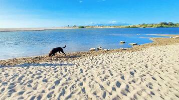 Una playa con un perro cerca de la orilla.