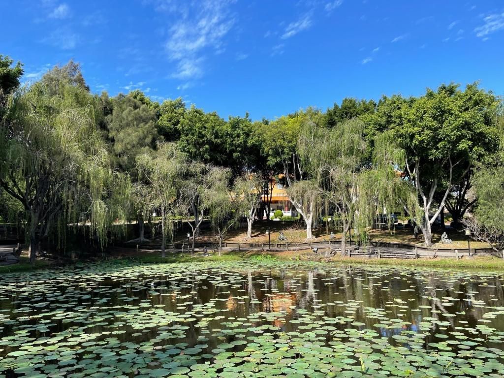 Un parque tranquilo con un estanque cubierto de lirios, rodeado de árboles y una valla de madera.