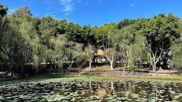 Un parque tranquilo con un estanque cubierto de lirios, rodeado de árboles y una valla de madera.