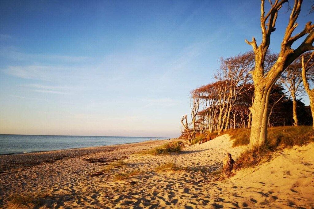 A beach with a sandy shore, trees, and the ocean in the background.