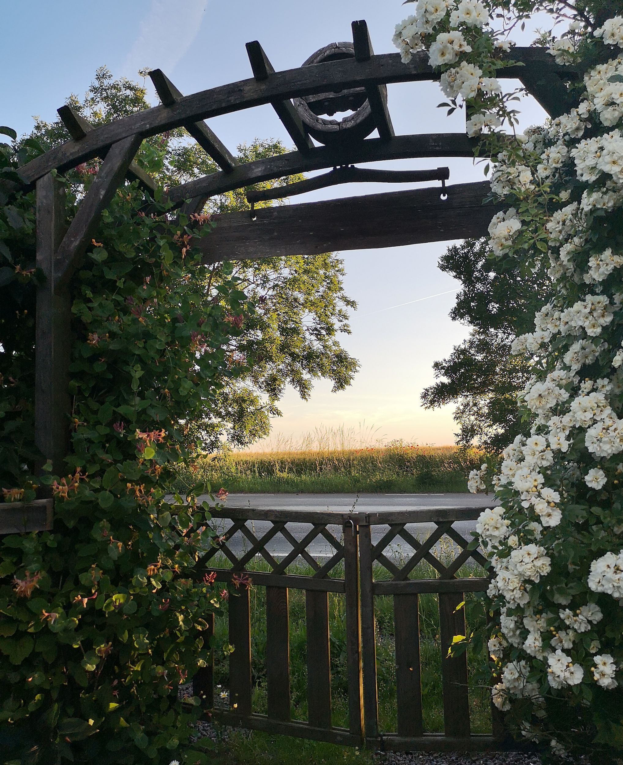A wooden pergola with climbing plants and white flowers, overlooking a field.