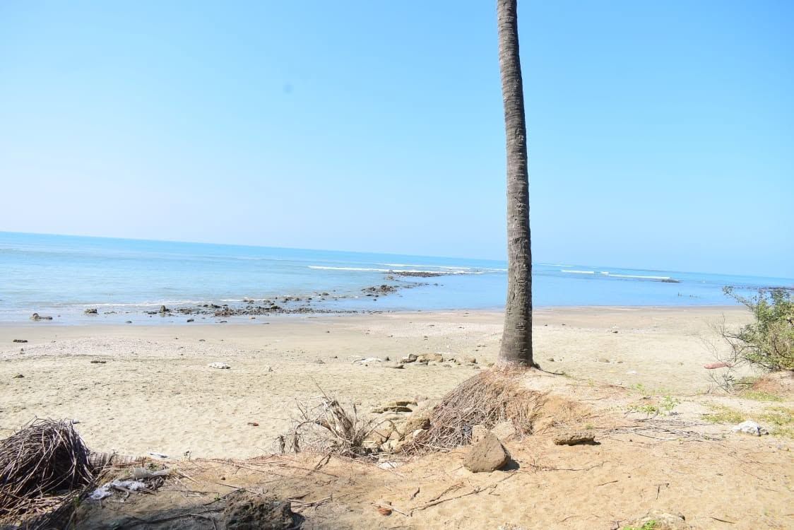 Una playa con una palmera, orilla arenosa y mar tranquilo.