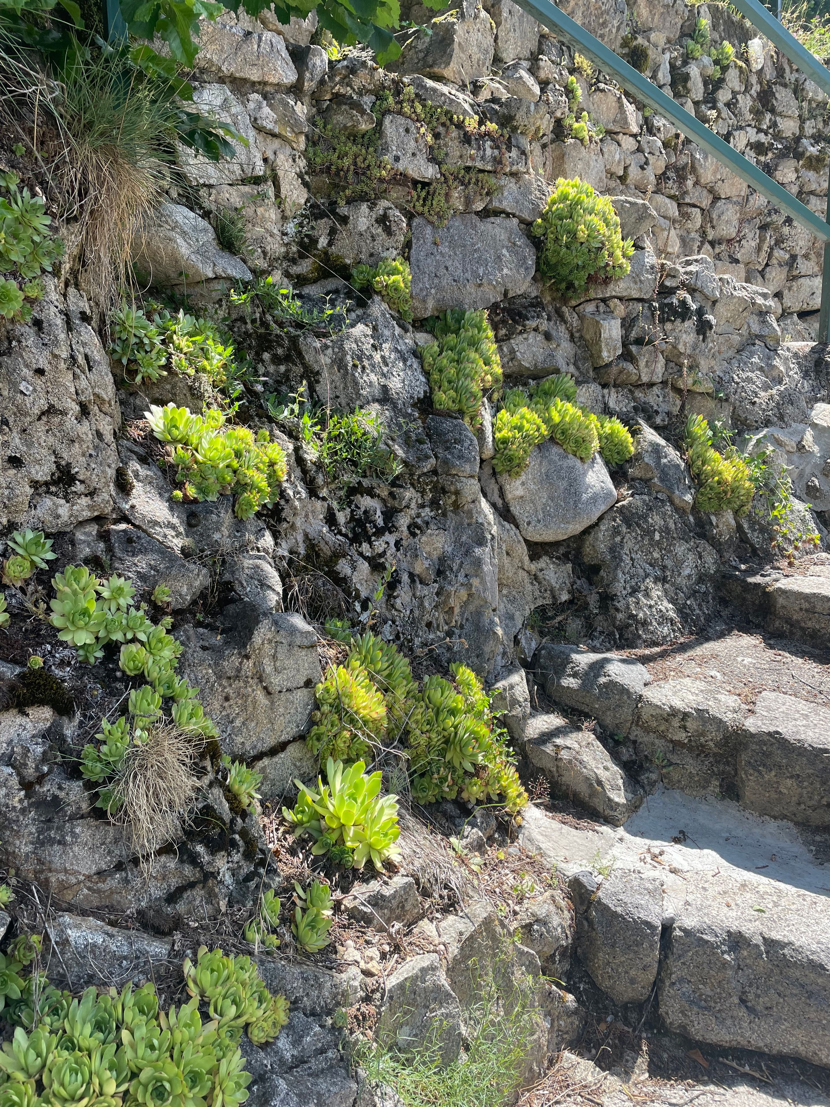 Un terrain rocheux où diverses plantes succulentes et autres végétaux poussent entre les pierres.