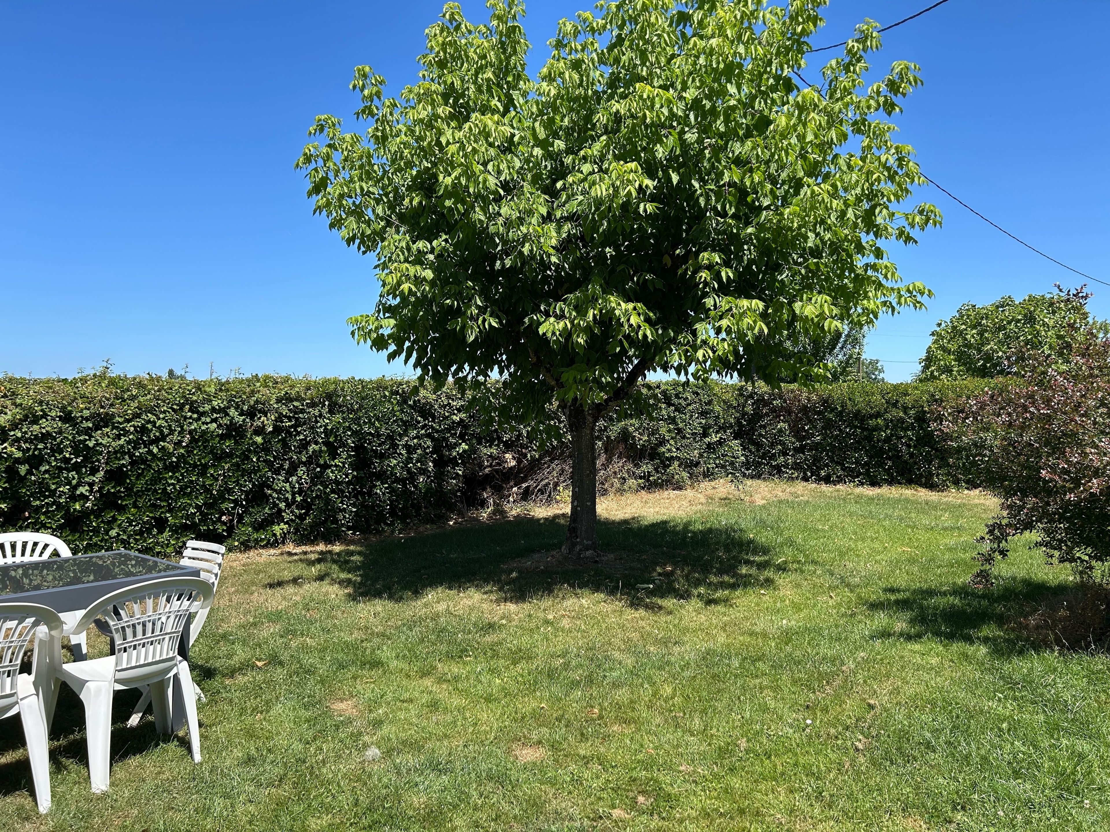 Un árbol en un área con césped, una mesa y sillas.