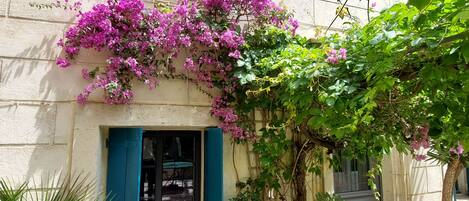 A building with a stone facade, a door with a blue frame, and pink flowering vines.