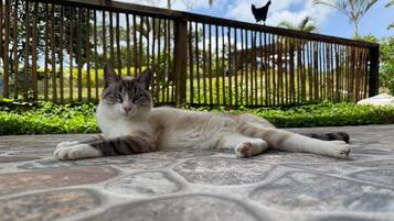 Eine Katze liegt auf einem gemusterten Steinboden, im Hintergrund ein Zaun und viel Grün.