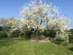 En have med et stort blomstrende træ, en belagt flade og forskellige buske.
