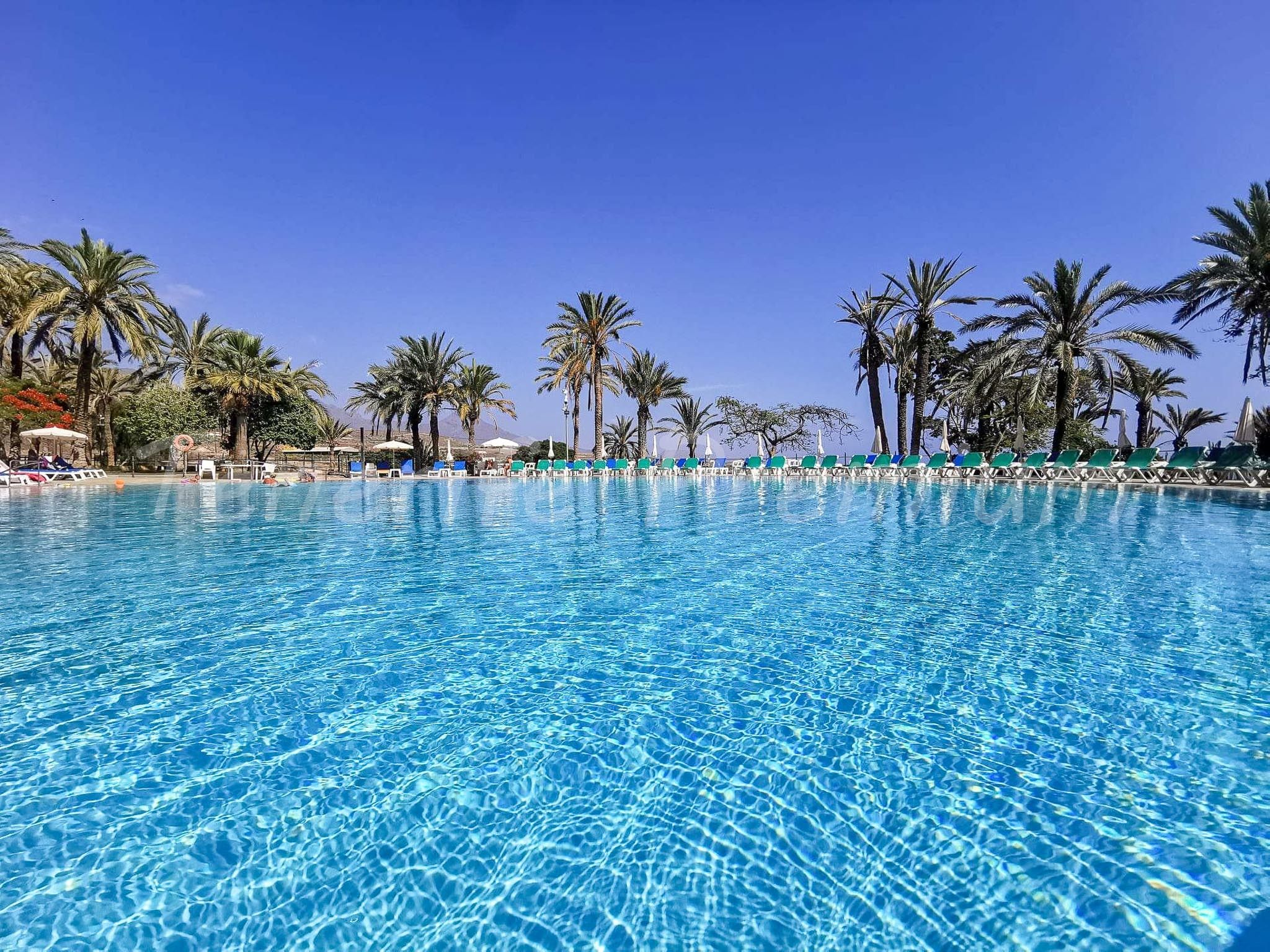 A clear blue pool surrounded by palm trees and lounge chairs.