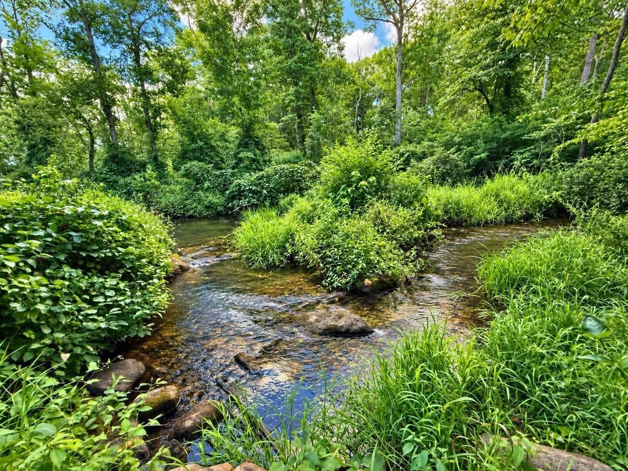 Un paysage naturel avec un ruisseau, entouré d’une végétation luxuriante et d’arbres.