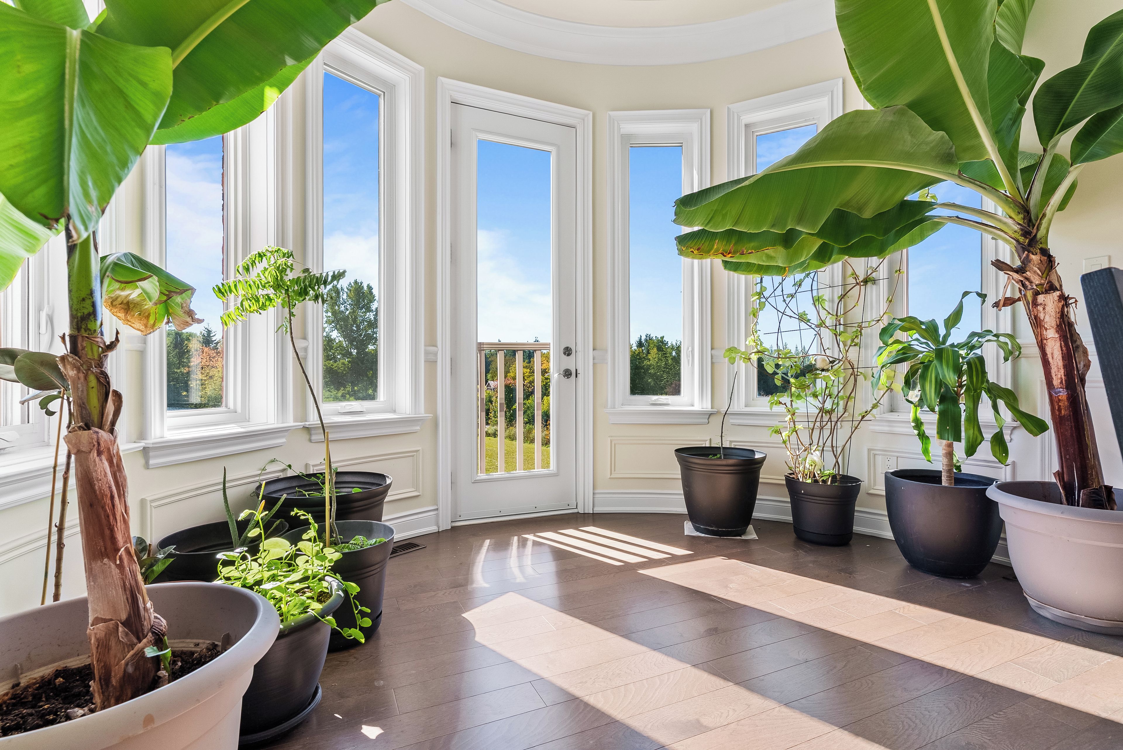 A sunlit room with large windows, potted plants, and a wooden floor.
