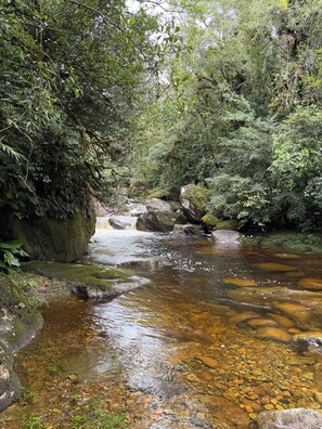 Un arroyo natural rodeado de follaje denso y rocas.