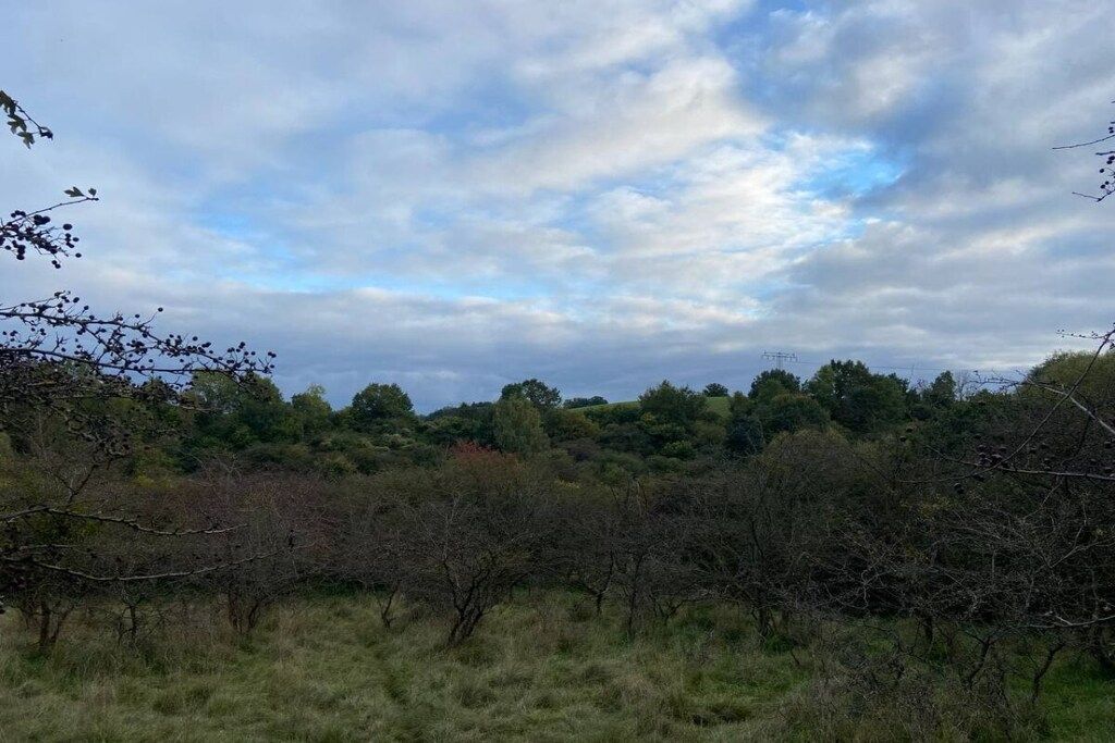 Een natuurlijk landschap met bomen en struiken onder een bewolkte lucht.