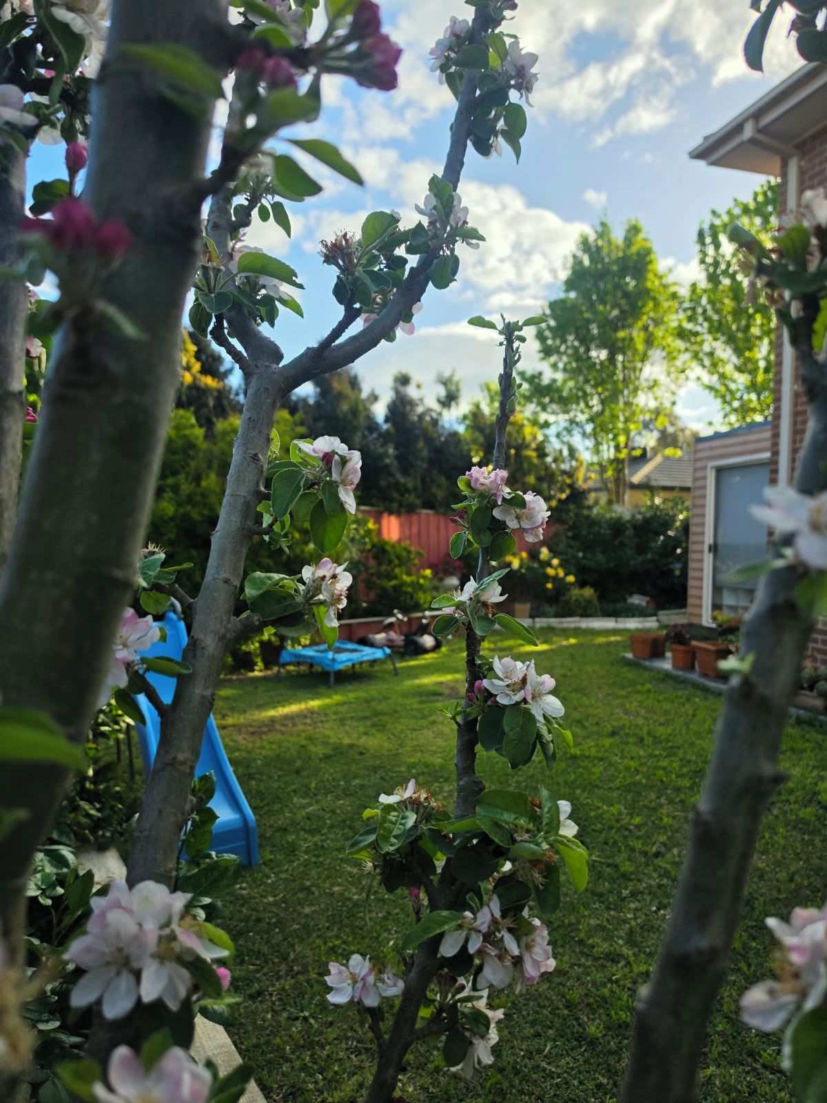 En trädgård med blommande träd, en blå rutschkana och ett hus i bakgrunden.
