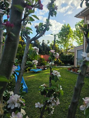 A garden with flowering trees, a blue slide, and a house in the background.