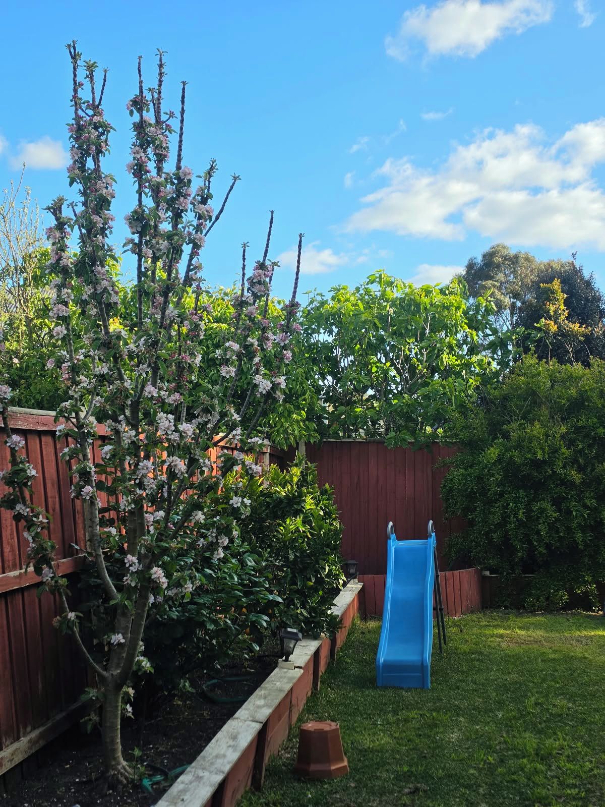 A backyard with a wooden fence, a tree with pink flowers, and a blue slide.