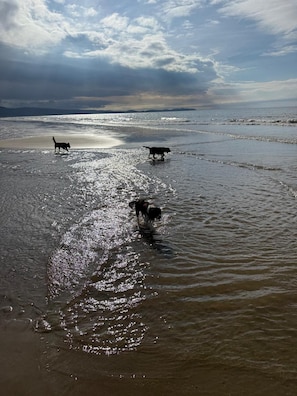 A beach with three dogs playing in the shallow water, with a cloudy sky above.