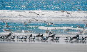 Una playa con aves en la arena y olas al fondo.