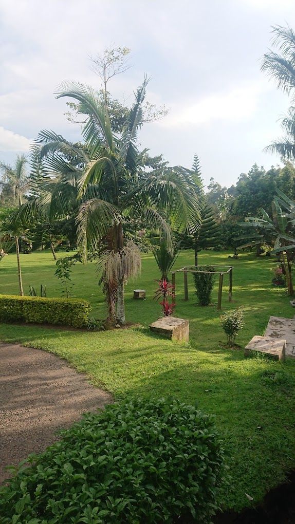 A well-maintained garden with palm trees, a wooden pergola, and a paved walkway.