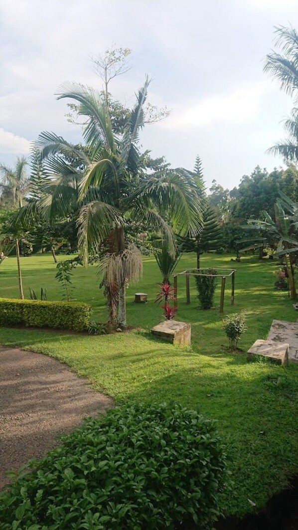 A well-maintained garden with palm trees, a wooden pergola, and a paved walkway.
