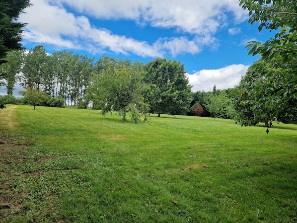 A grassy field with trees and a clear sky.