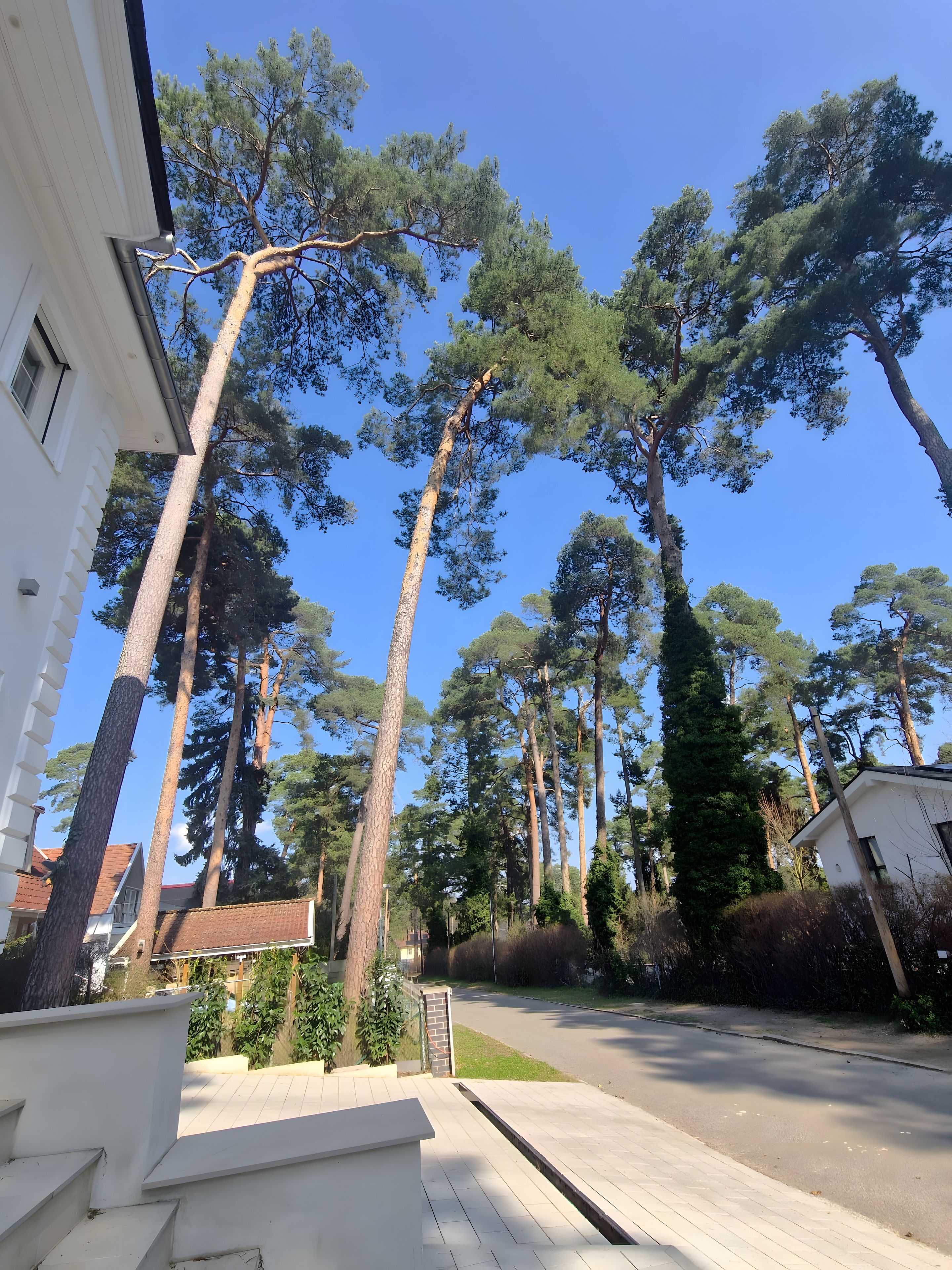 Una calle residencial con altos pinos, una casa blanca y un cielo azul despejado.