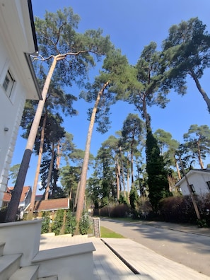 Una calle residencial con altos pinos, una casa blanca y un cielo azul despejado.