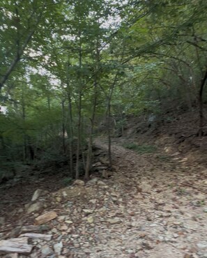Zona boscosa con un sendero de tierra.