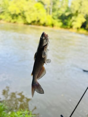Un pez sostenido por una línea de pesca, con un fondo natural desenfocado.