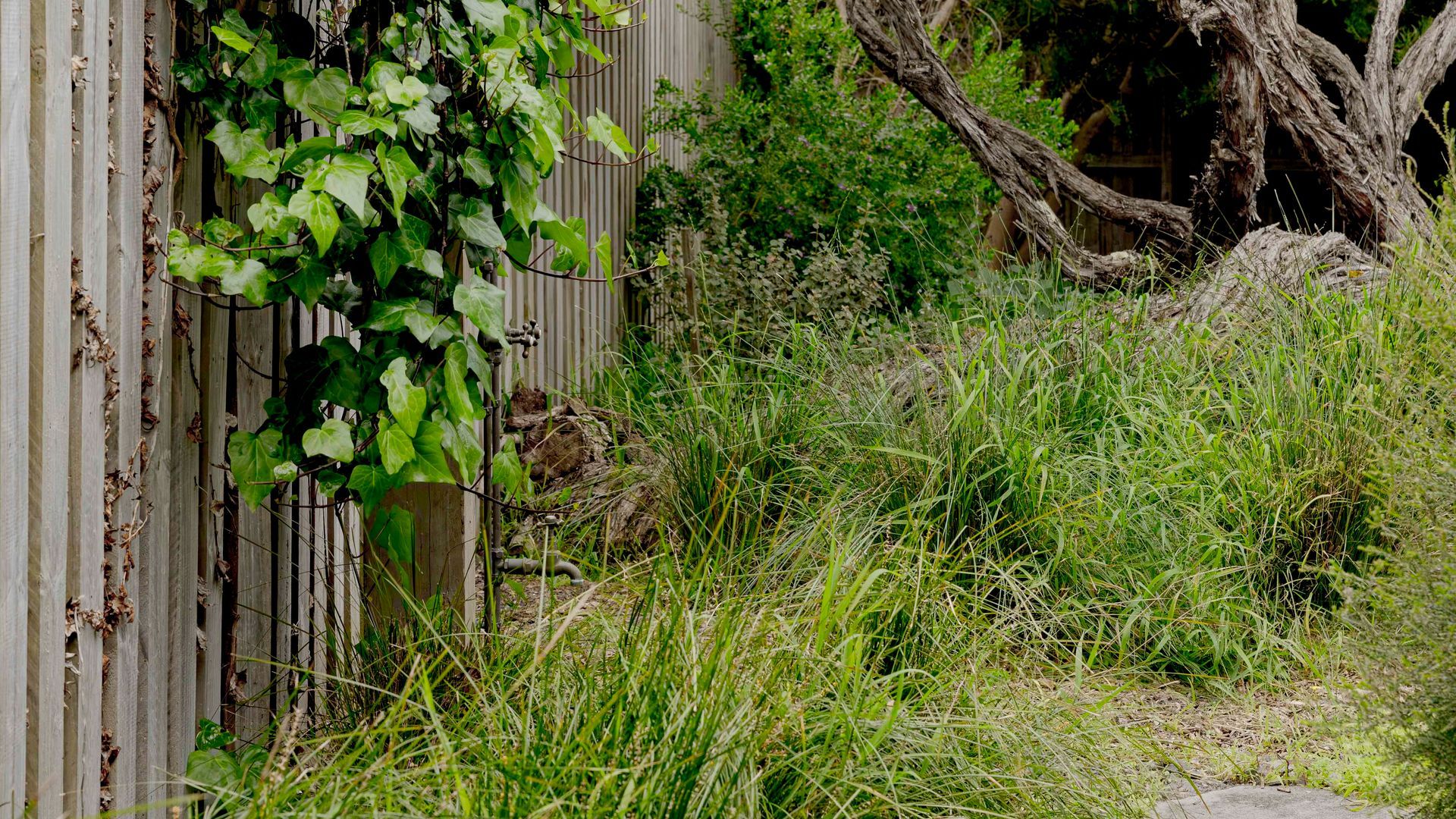 Un espace jardinier délimité par une clôture en bois, avec de l’herbe qui a poussé en désordre et un arbre aux branches tordues.