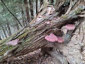 A fallen tree with red fungi growing on it. - Lovely, Off grid campground perfect for outdoor fun in Catskill Middleburgh (Middleburgh)