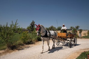 Uma carruagem puxada por cavalos com um homem sentado, movendo-se sobre um caminho de cascalho rodeado por vegetação.