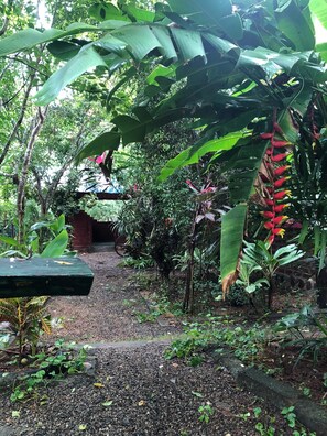 A garden pathway surrounded by lush greenery and various plants. - Forest Villa Nature Resort  (Anuradhapura)