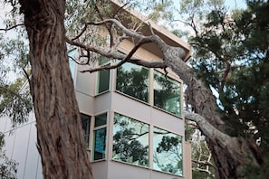 Un edifici modern amb nombroses finestres i un arbre al primer pla.
