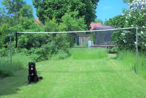Un chien est assis dans un espace herbeux, avec une enceinte grillagée en arrière-plan.