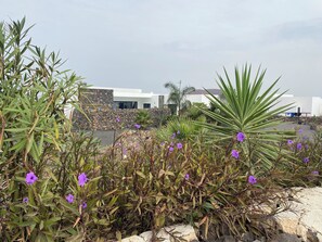A landscaped area with various plants and a modern building in the background. - New Listing (La Oliva)
