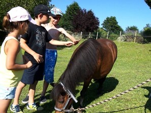 Un groupe de personnes interagissant avec un cheval dans un champ d’herbe.
